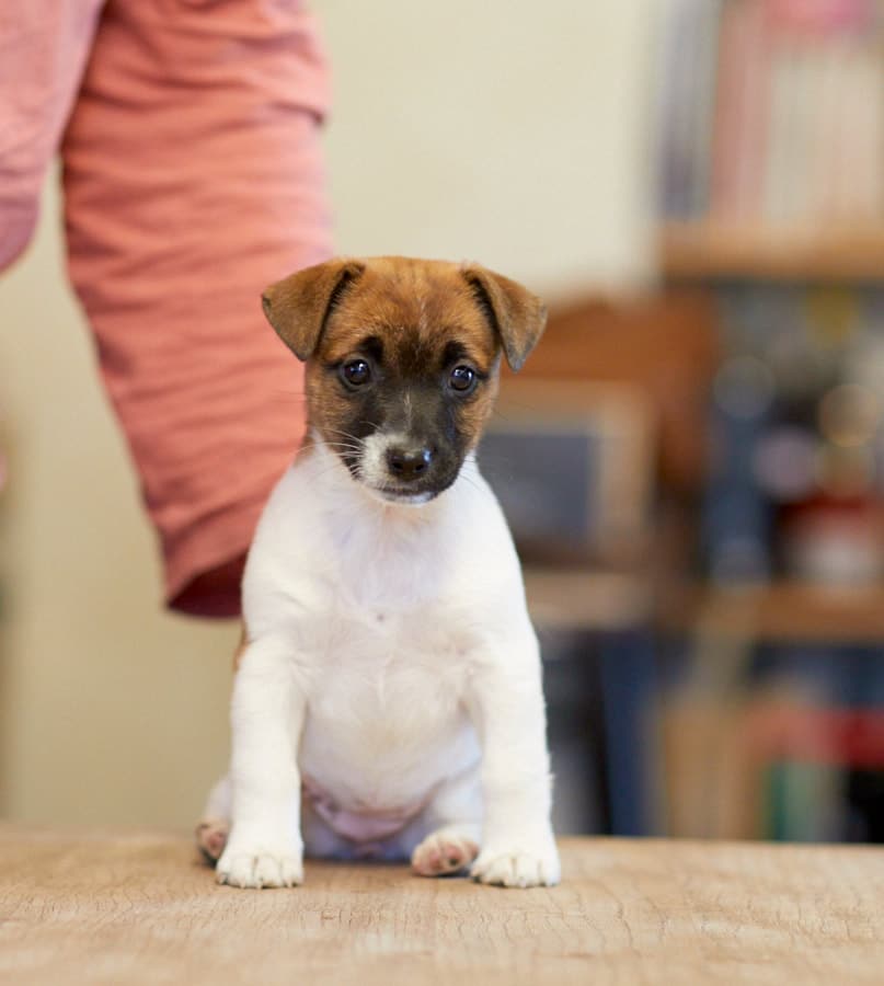 chien jack russell terrier elevage fauve et blanc