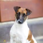 chien jack russell terrier elevage fauve et blanc
