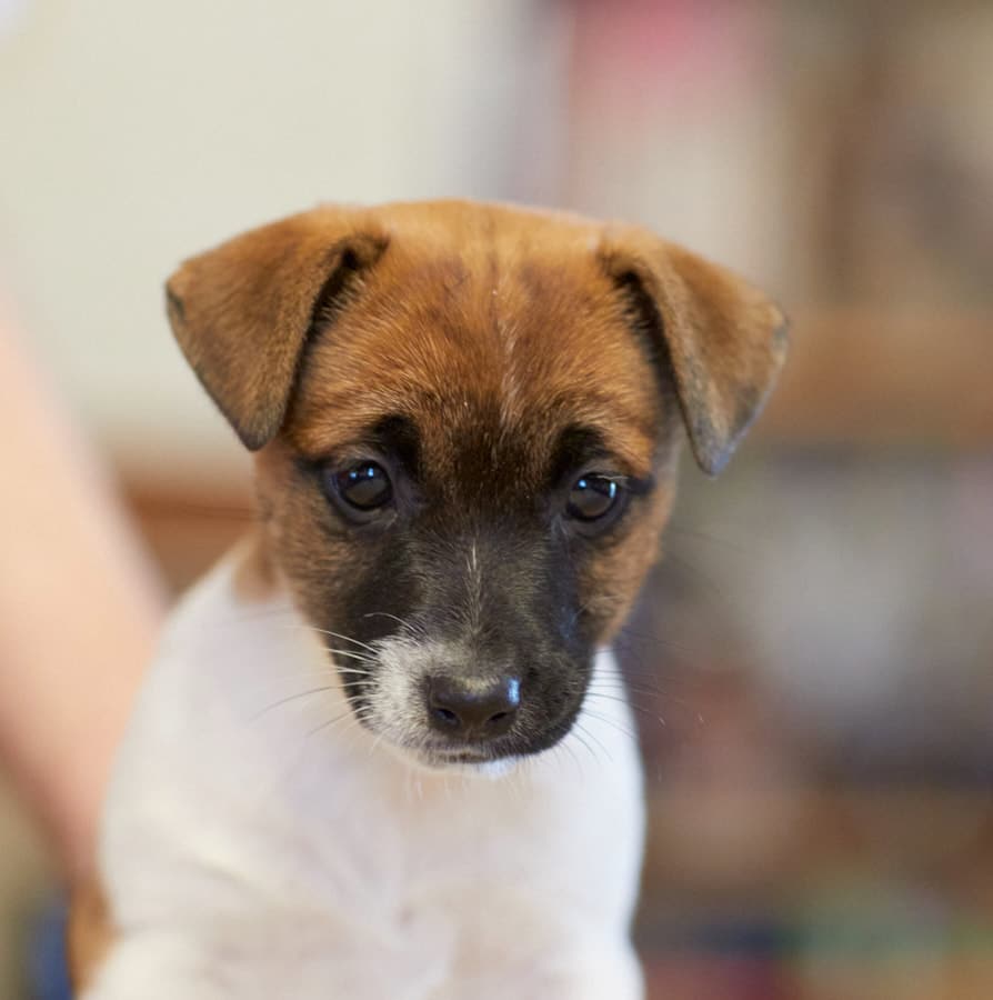 chien jack russell terrier elevage fauve et blanc