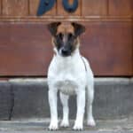 chien jack russell terrier elevage fauve et blanc