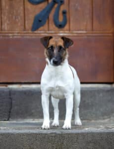 chien jack russell terrier elevage fauve et blanc