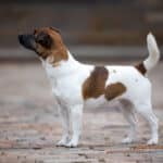 chien jack russell terrier elevage fauve et blanc