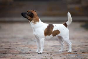 chien jack russell terrier elevage fauve et blanc