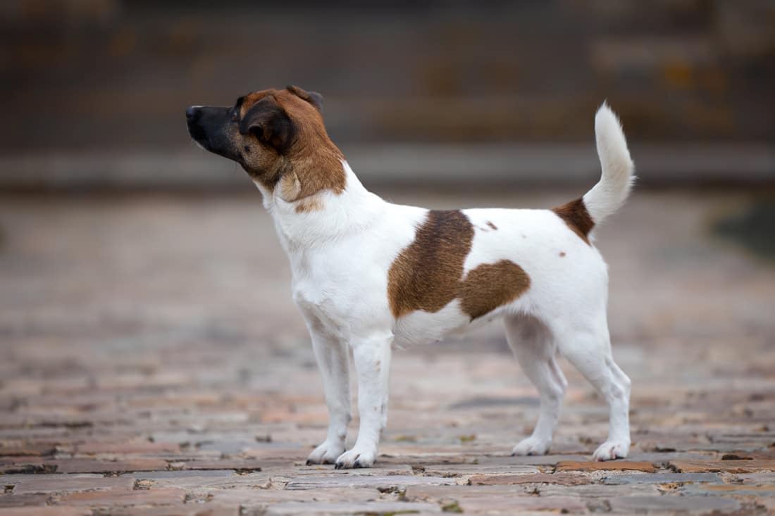 chien jack russell terrier elevage fauve et blanc