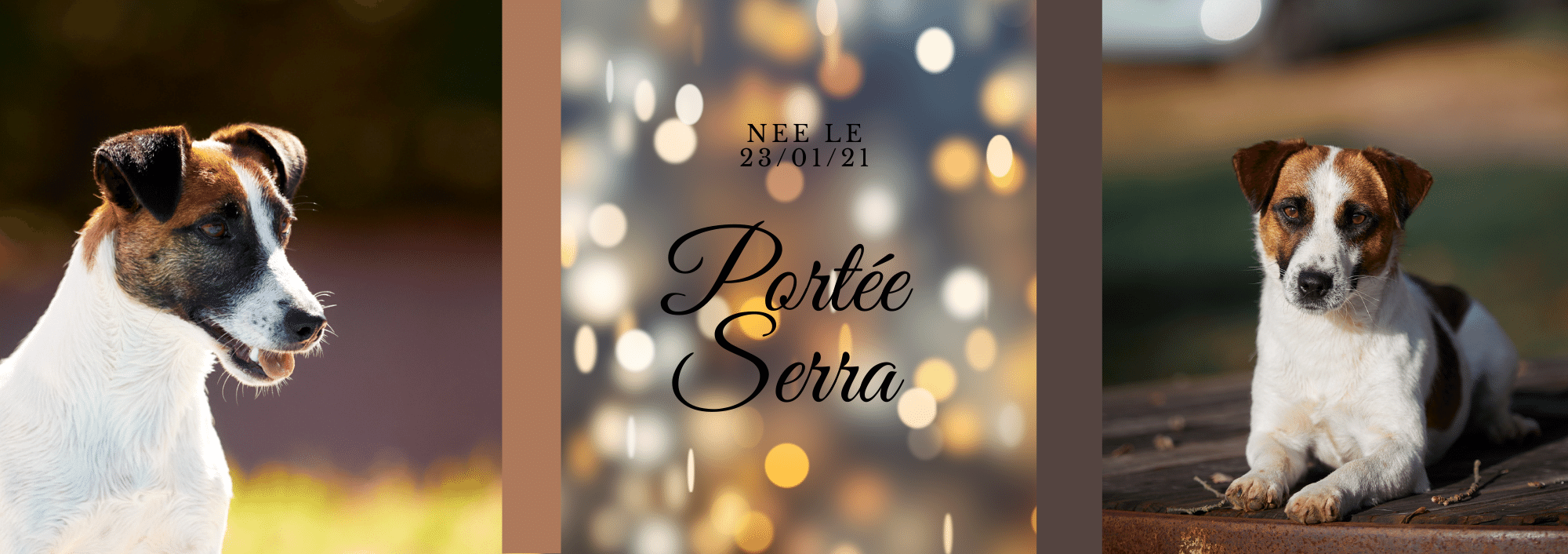 CHIEN JACK RUSSEL TERRIER LOF ELEVAGE