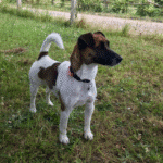 chien jack russell terrier elevage fauve et blanc