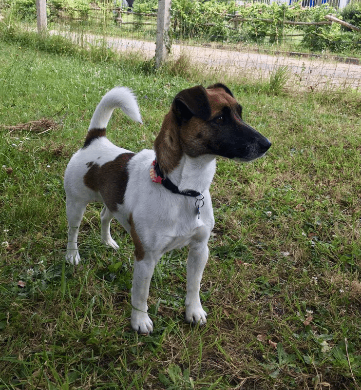 chien jack russell terrier elevage fauve et blanc
