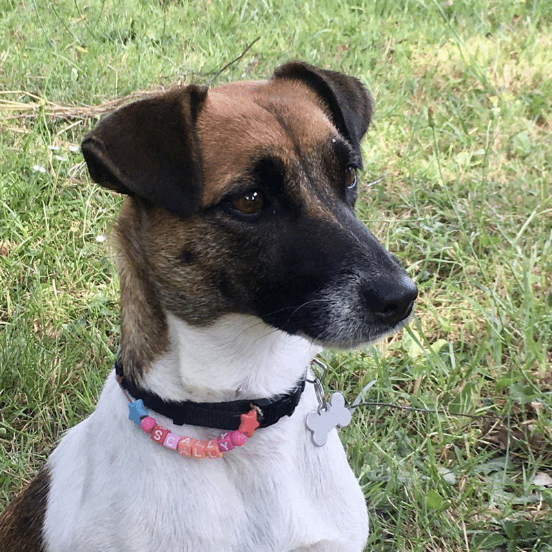 chien jack russell terrier elevage fauve et blanc