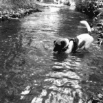 chien jack russell terrier elevage fauve et blanc