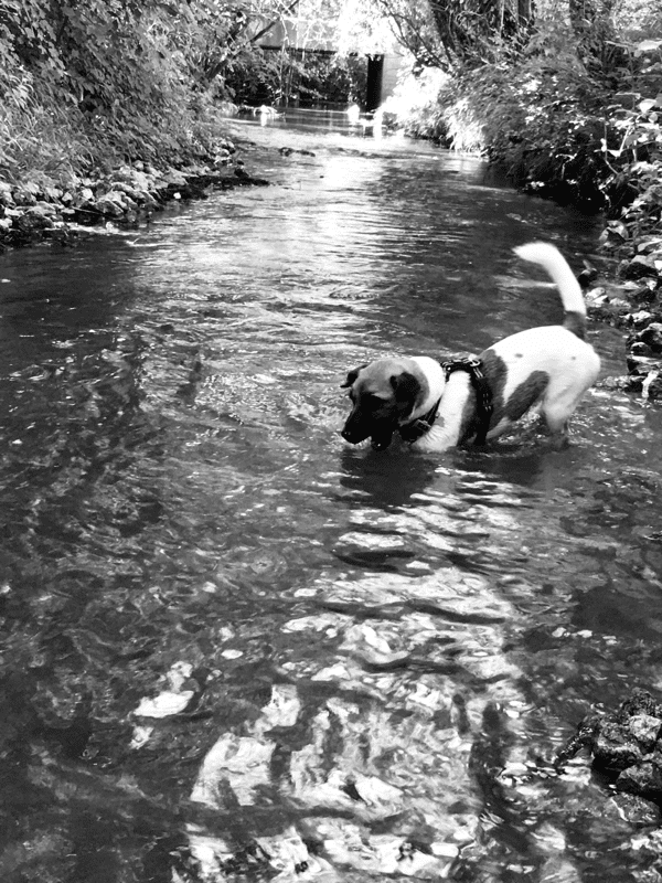 chien jack russell terrier elevage fauve et blanc