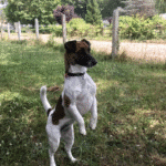 chien jack russell terrier elevage fauve et blanc