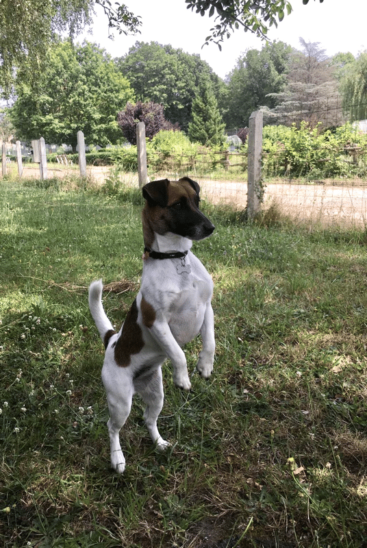 chien jack russell terrier elevage fauve et blanc