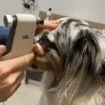 examen clinique maladies héréditaires oculaires canines sur un Berger Australien (MHOC)