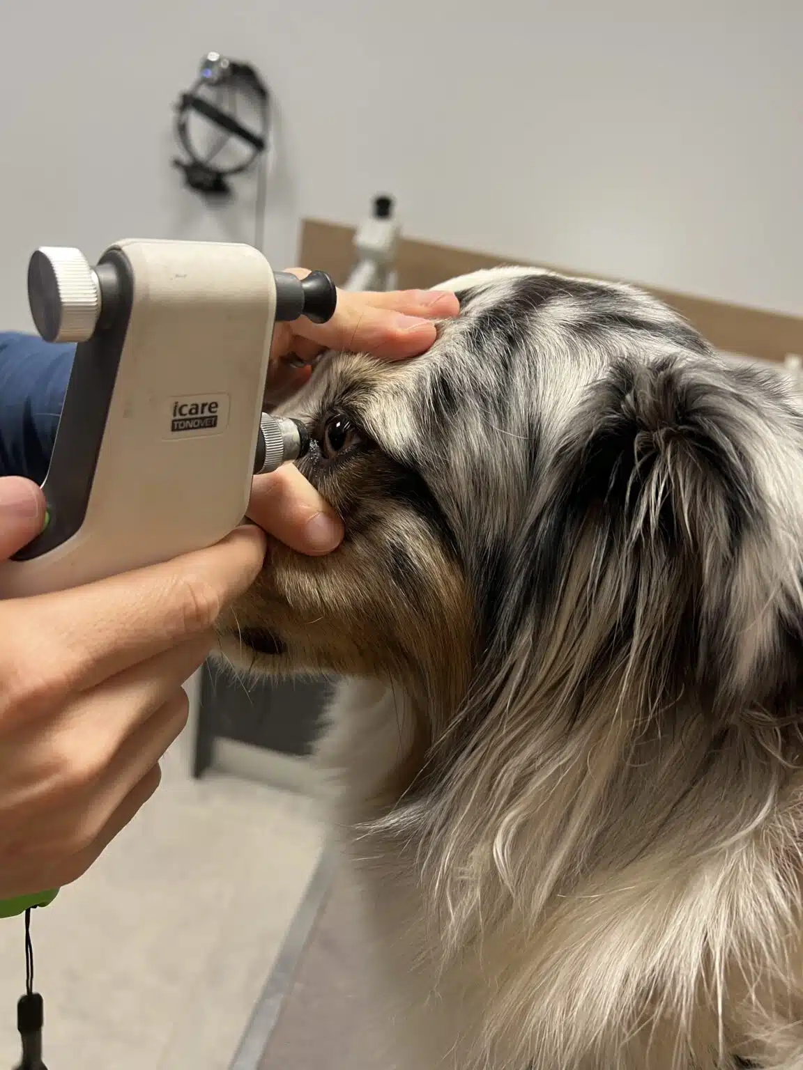 examen clinique maladies héréditaires oculaires canines sur un Berger Australien (MHOC)