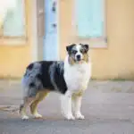 ETALON MALE BERGER AUSTRALIEN BLEU MERLE