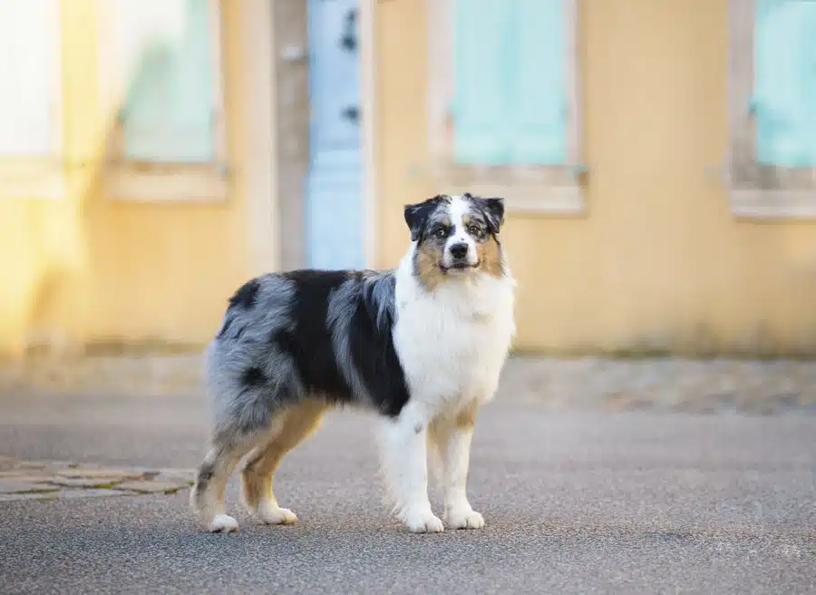ETALON MALE BERGER AUSTRALIEN BLEU MERLE
