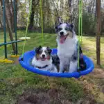ETALON MALE BERGER AUSTRALIEN BLEU MERLE