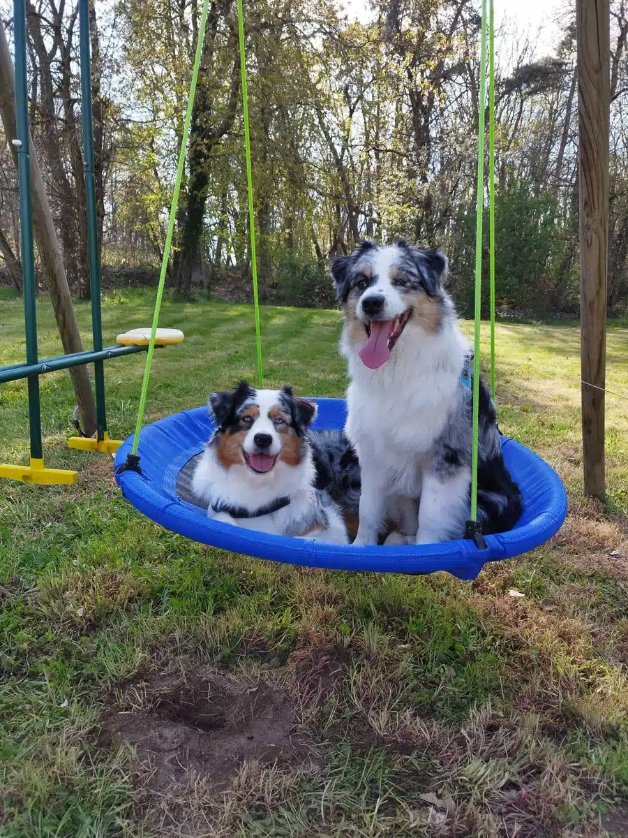 ETALON MALE BERGER AUSTRALIEN BLEU MERLE