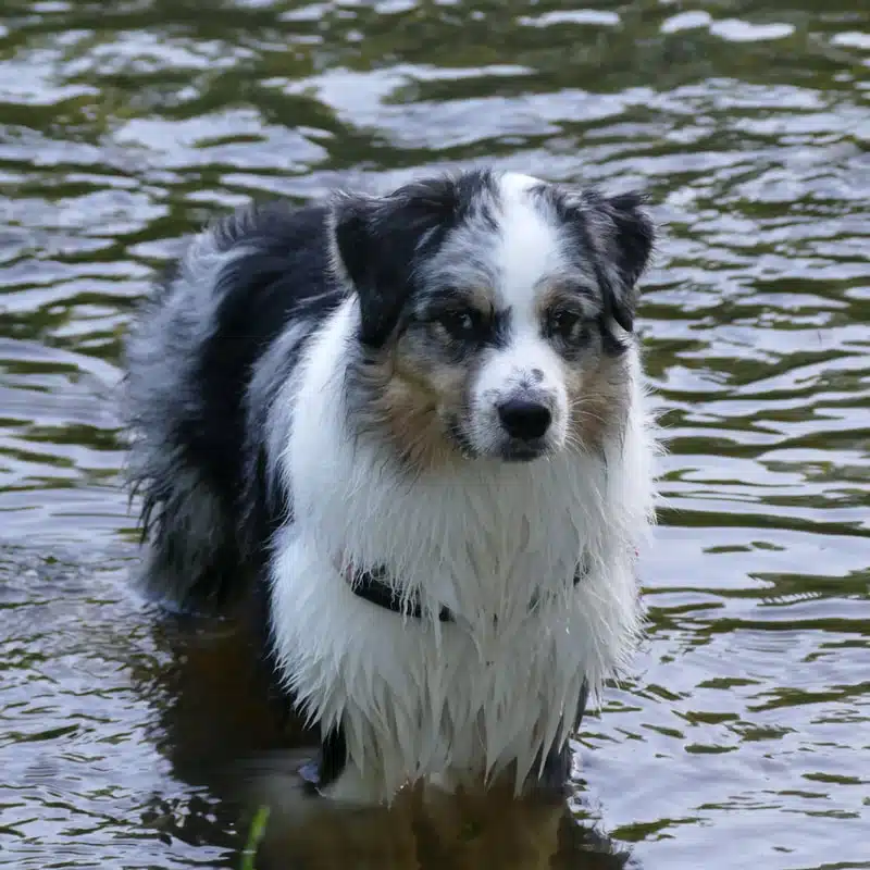 ETALON MALE BERGER AUSTRALIEN BLEU MERLE