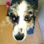 ETALON MALE BERGER AUSTRALIEN BLEU MERLE