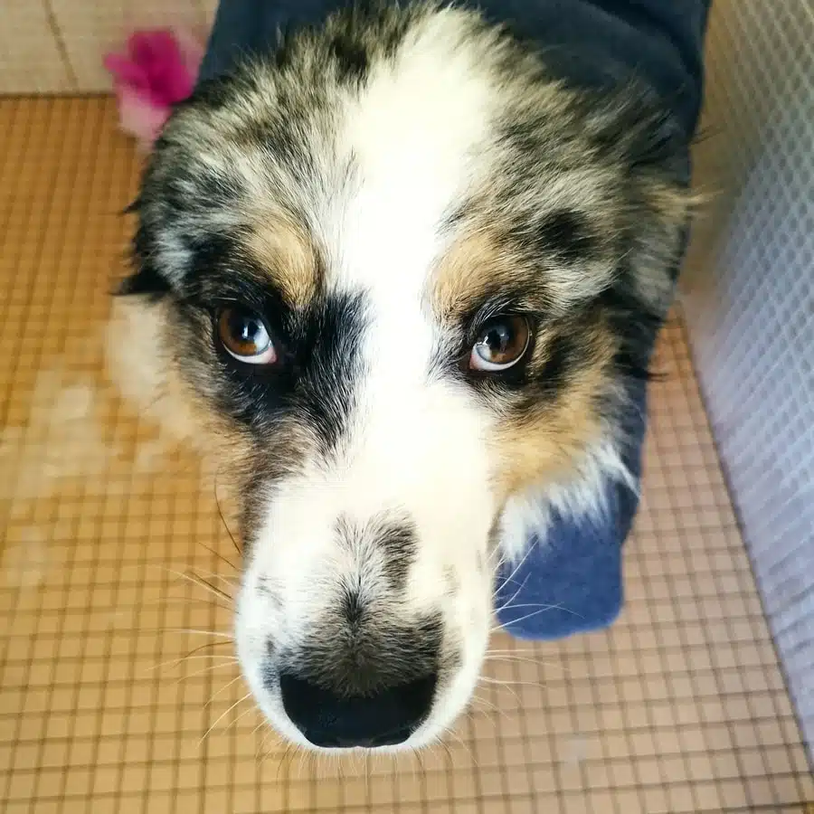 ETALON MALE BERGER AUSTRALIEN BLEU MERLE