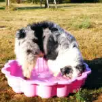 ETALON MALE BERGER AUSTRALIEN BLEU MERLE