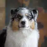 ETALON MALE BERGER AUSTRALIEN BLEU MERLE
