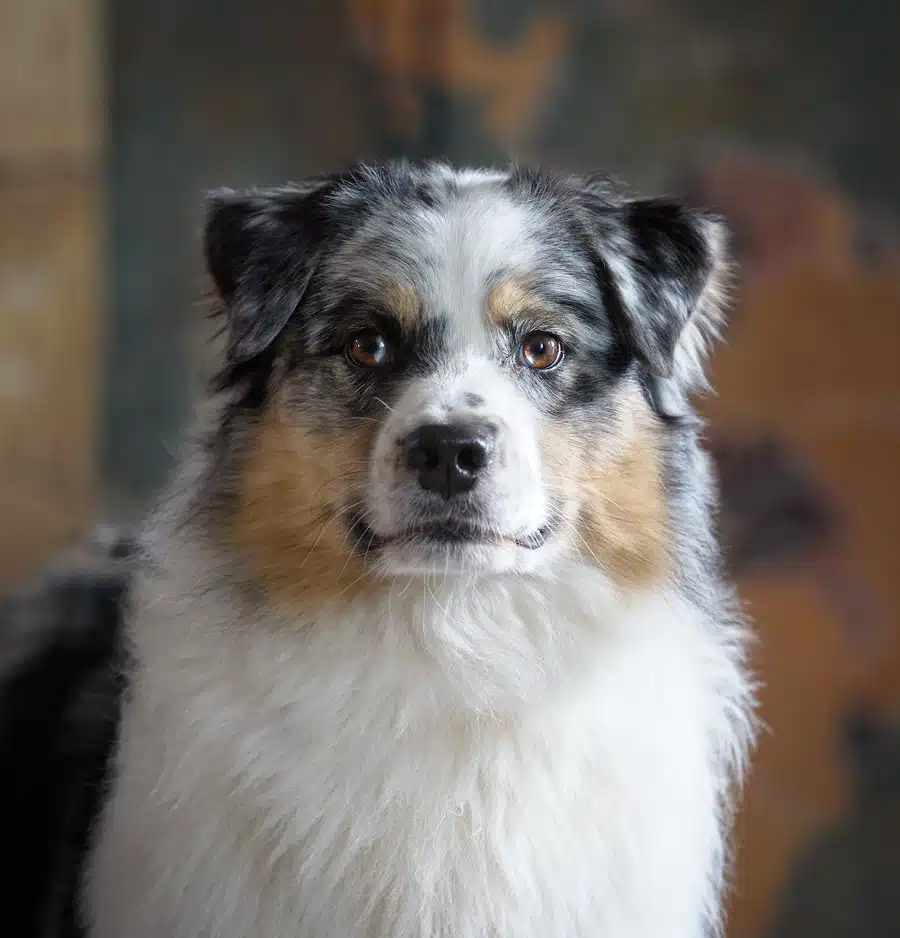 ETALON MALE BERGER AUSTRALIEN BLEU MERLE