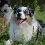 ETALON MALE BERGER AUSTRALIEN BLEU MERLE