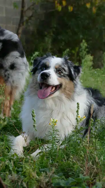ETALON MALE BERGER AUSTRALIEN BLEU MERLE
