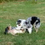 ETALON MALE BERGER AUSTRALIEN BLEU MERLE