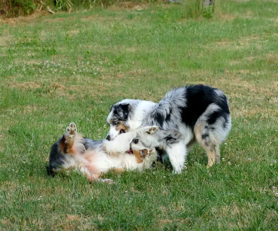 ETALON MALE BERGER AUSTRALIEN BLEU MERLE