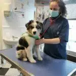 ETALON MALE BERGER AUSTRALIEN BLEU MERLE