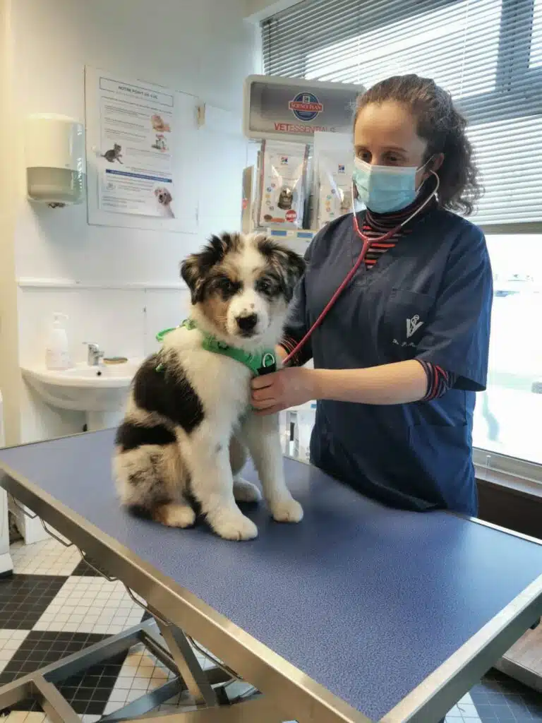 ETALON MALE BERGER AUSTRALIEN BLEU MERLE