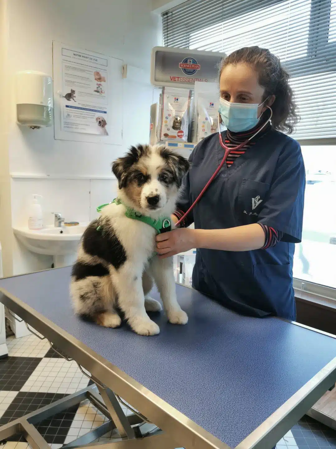 ETALON MALE BERGER AUSTRALIEN BLEU MERLE