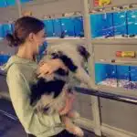 ETALON MALE BERGER AUSTRALIEN BLEU MERLE