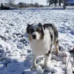 ETALON MALE BERGER AUSTRALIEN BLEU MERLE