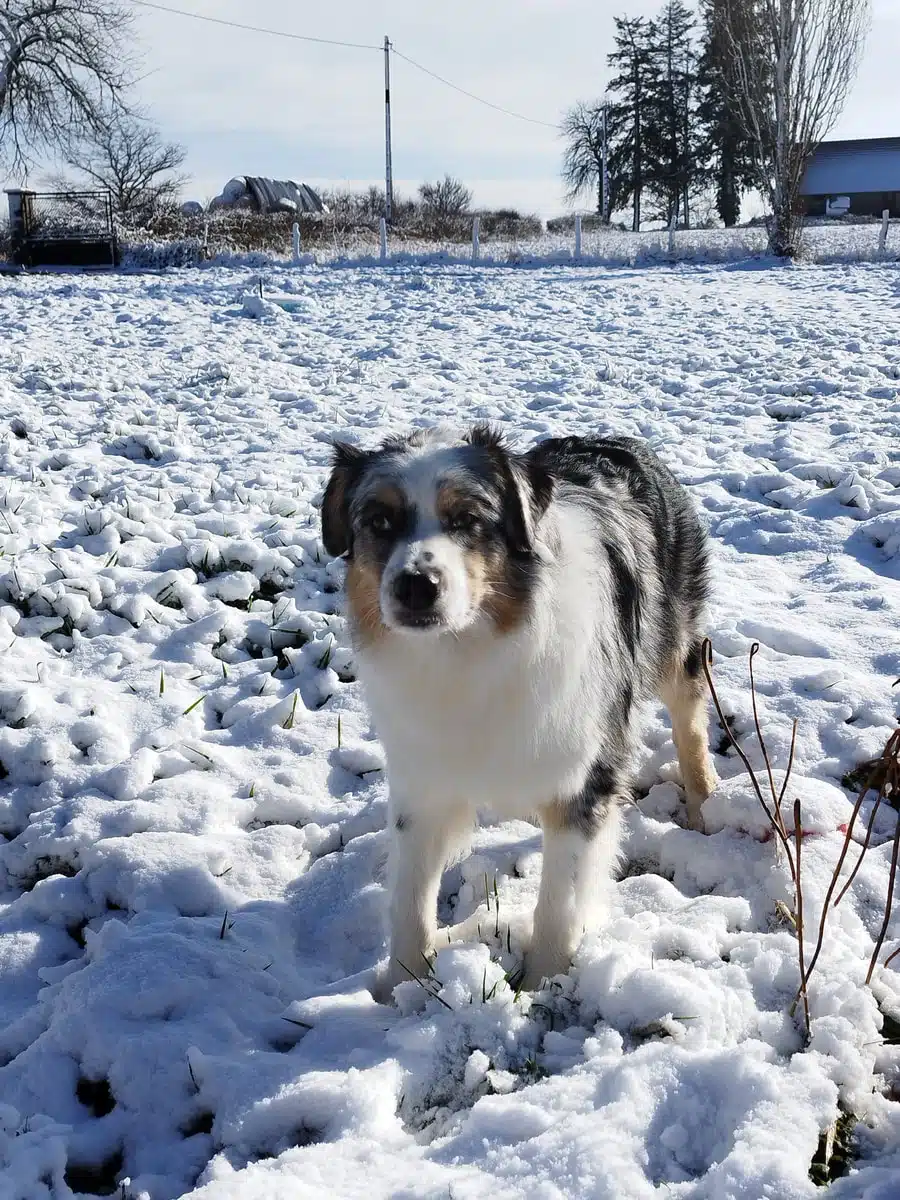ETALON MALE BERGER AUSTRALIEN BLEU MERLE