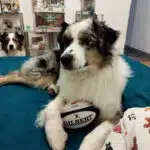 ETALON MALE BERGER AUSTRALIEN BLEU MERLE