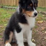 femelle berger australien noir tricolore