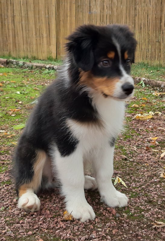 femelle berger australien noir tricolore