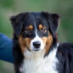 femelle berger australien noir tricolore