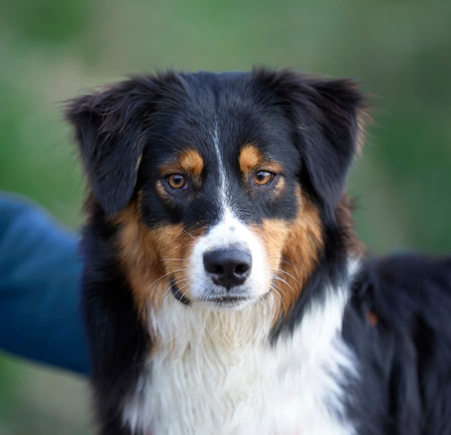 femelle berger australien noir tricolore