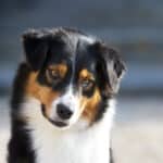 femelle berger australien noir tricolore