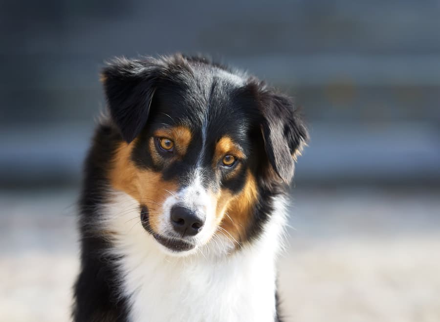 femelle berger australien LOF