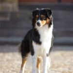 femelle berger australien noir tricolore