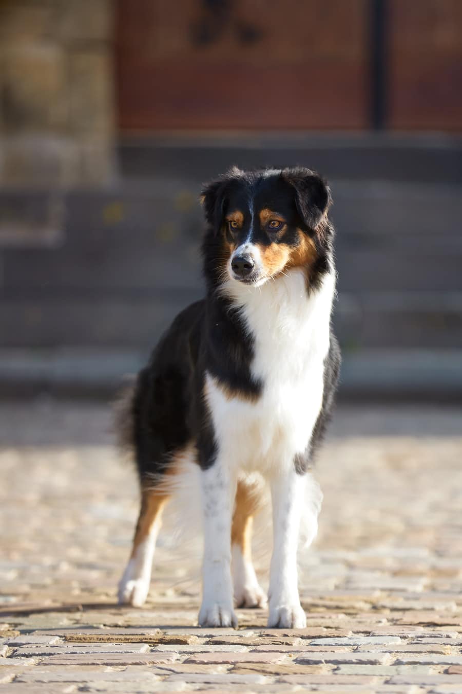 femelle berger australien noir tricolore