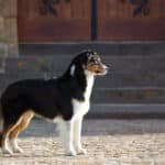 femelle berger australien noir tricolore