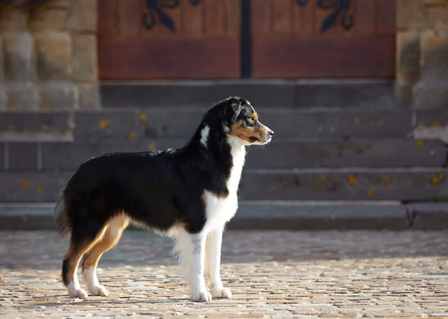 femelle berger australien noir tricolore