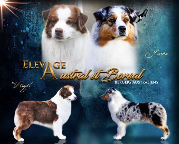 PORTÉE BERGER AUSTRALIEN